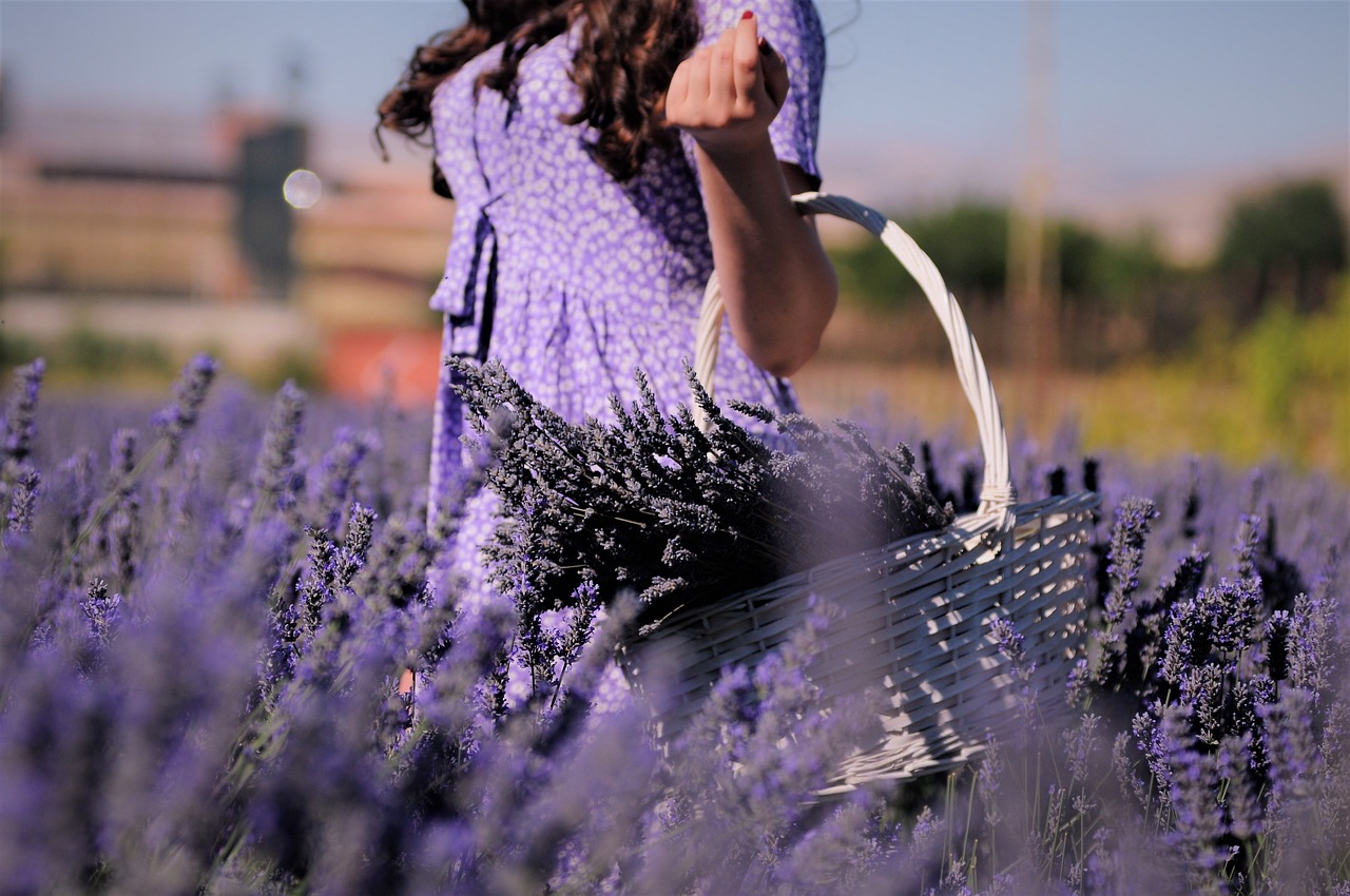 lavender, field, girl-5854761.jpg